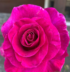 Meet your Posher, Sue